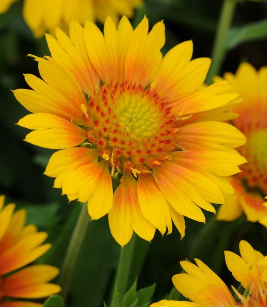 'Gaillardia grandiflora 'Mesa Peach'